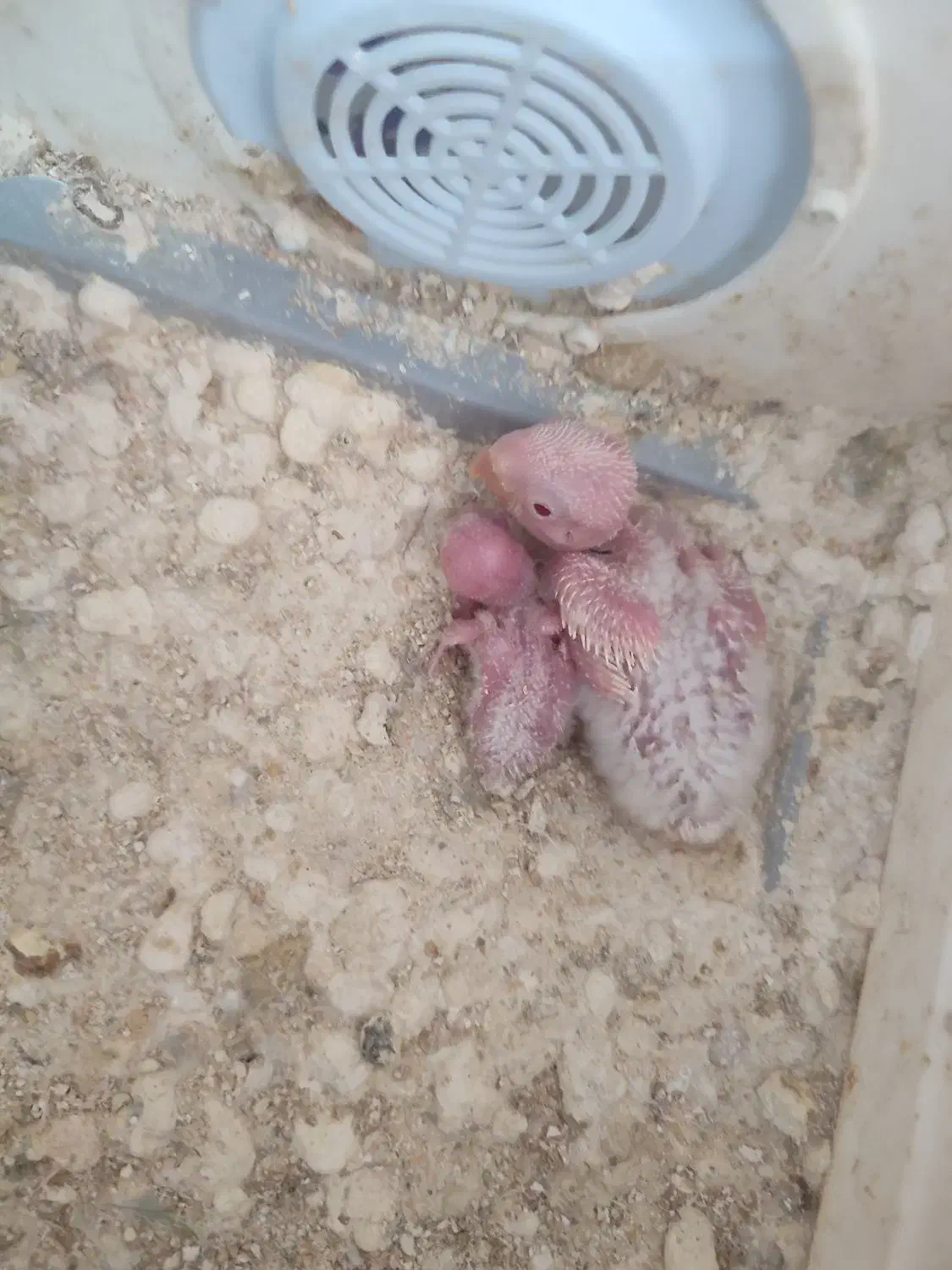 جوجه سرلاکی کوتوله|پرنده|شیروان (خراسان), |دیوار