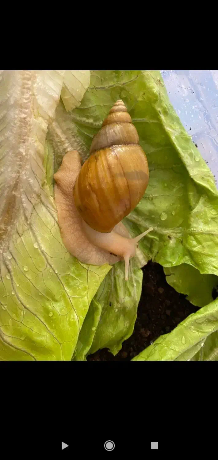 فروش حلزون|خزنده|تبریز, |دیوار