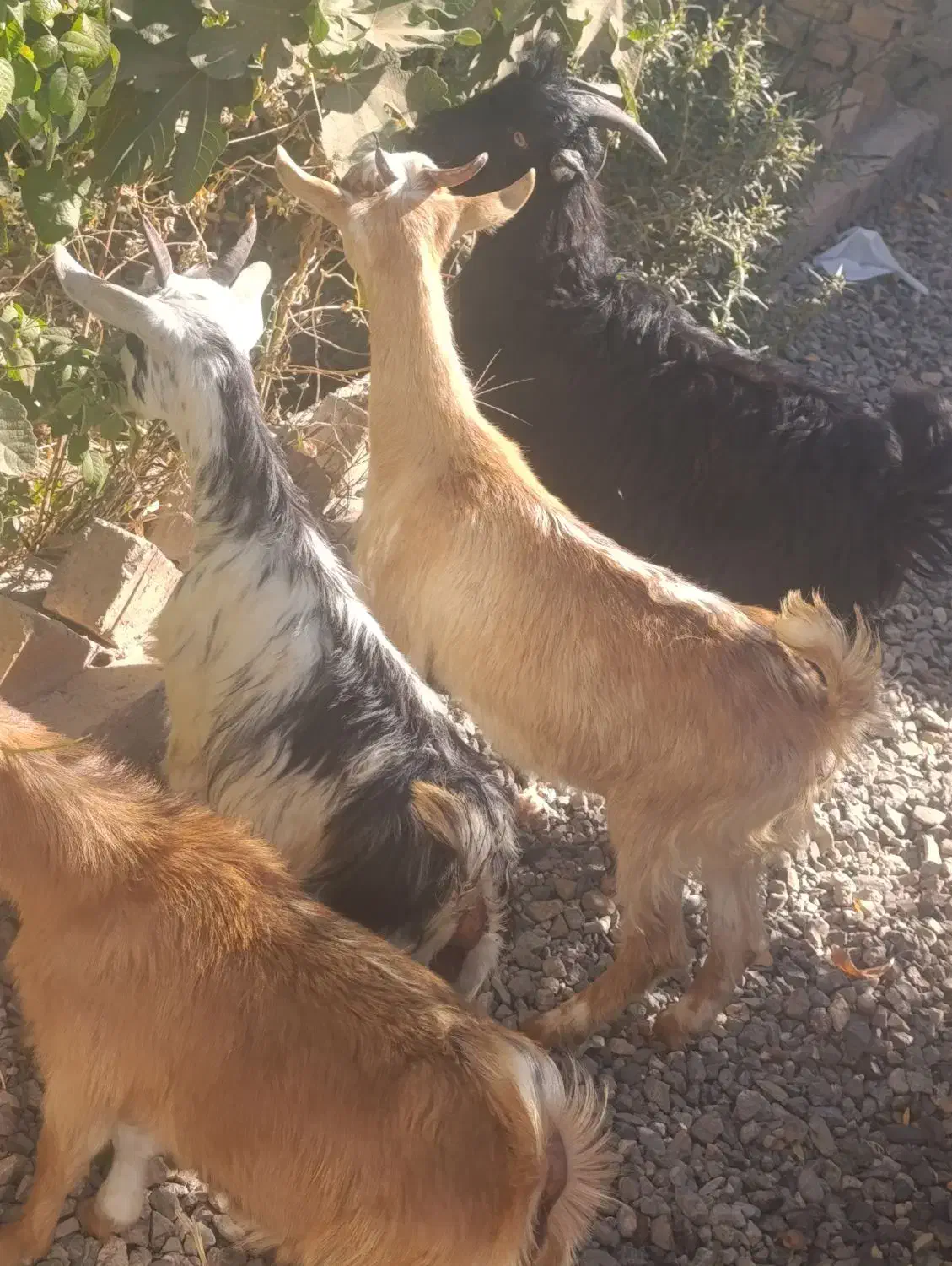 4راس بزغاله شیرمست نژاد عالی|حیوانات مزرعه|کرج, خرمدشت|دیوار