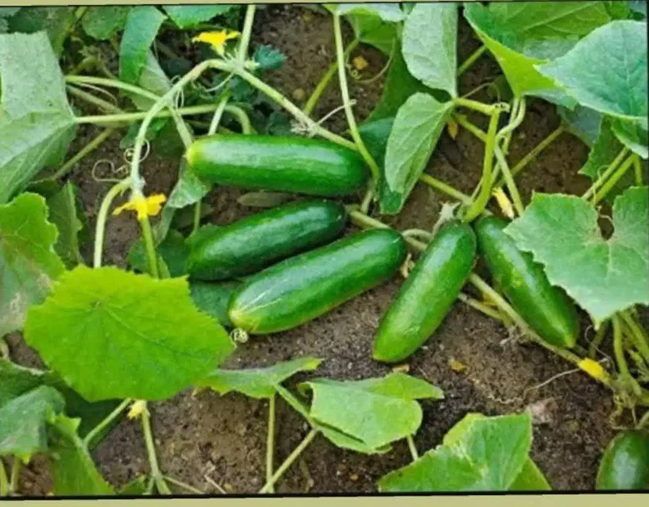 کارمیخوای توی خونه انجام بشه|استخدام درمانی، زیبایی، بهداشتی|شیروان (خراسان), |دیوار
