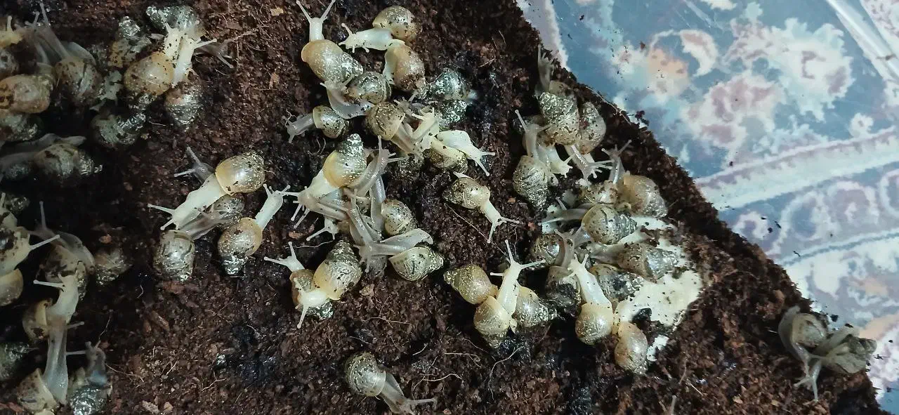 حلزون البینو حلزون تراپی|خزنده|هشتگرد, قاسم آباد بزرگ|دیوار