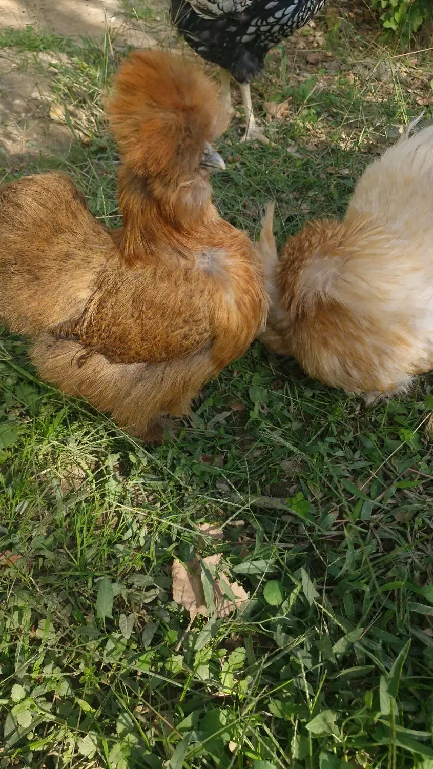 مرغ ابریشمی اصلی|حیوانات مزرعه|شهریار, شهریار|دیوار