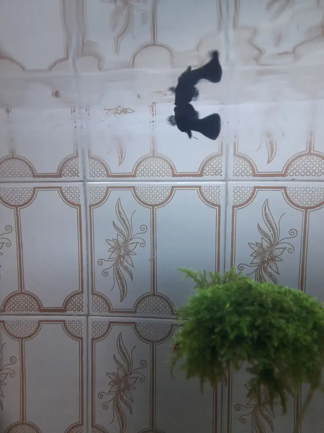 یک عدد مولی بلک|ماهی|شاهرود, |دیوار