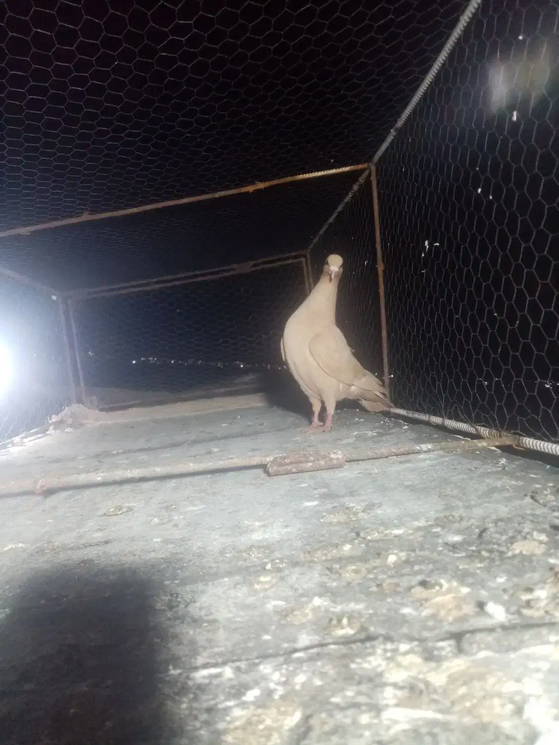 کبوتر|پرنده|تربت‌حیدریه, حاجی یار‎|دیوار