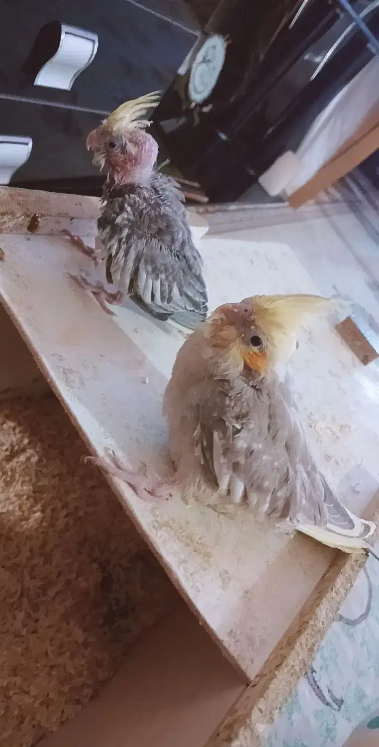 جوجه عروس هلندی سرولاکی|پرنده|بن, |دیوار