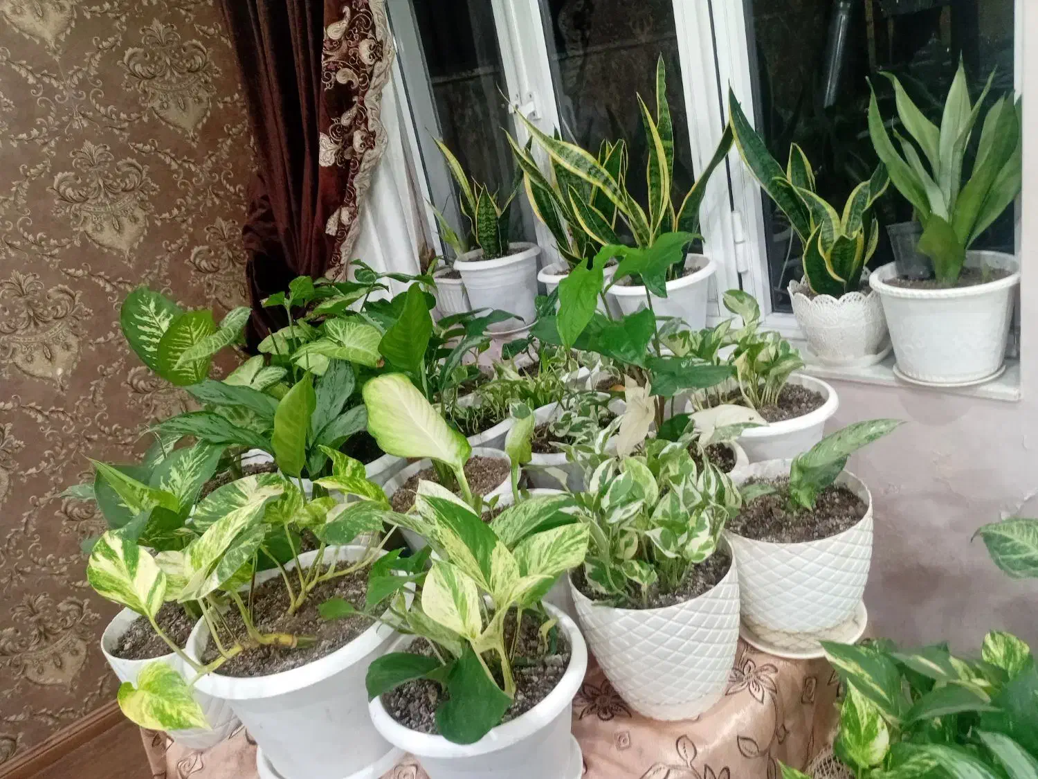 گل های آپارتمانی و حیاط|گل و گیاه طبیعی|آستارا, |دیوار