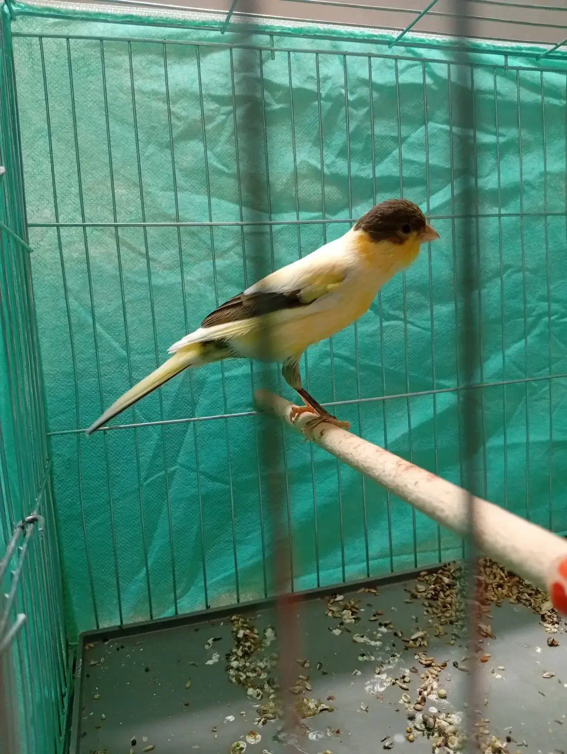 3 عدد قناری نر و ماده(معاوضه و فروش)|پرنده|آستانه اشرفیه, |دیوار