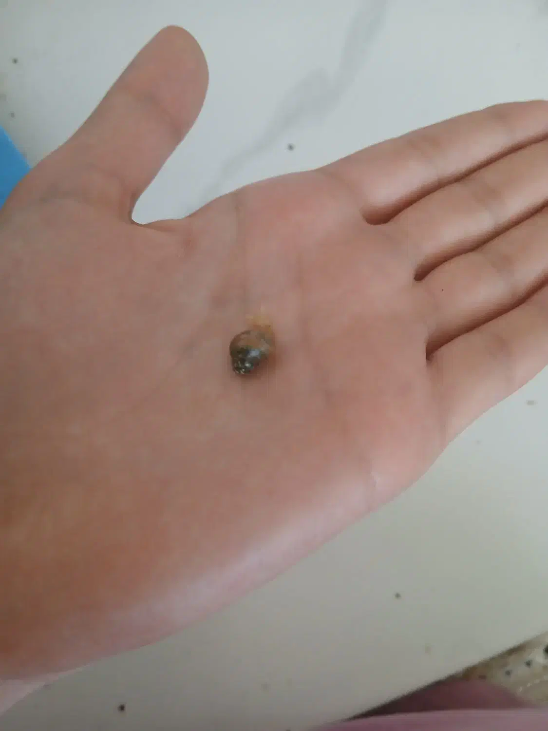 حلزون|خزنده|شیراز, کوشک میدان|دیوار