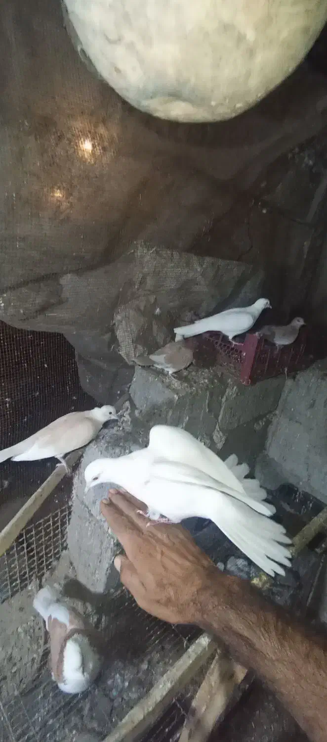 کفتر پرشی|پرنده|بیکاه, |دیوار