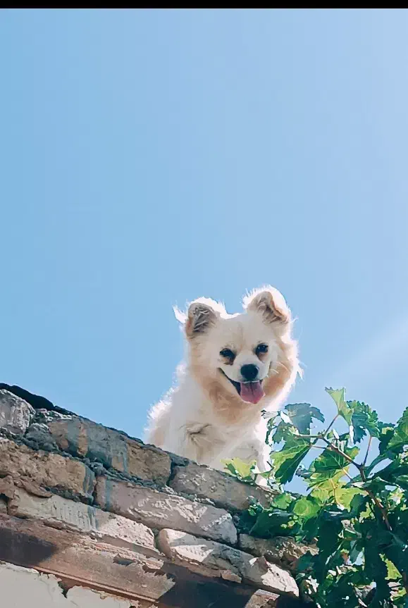 گمشده|حیوانات|نیشابور, ناسیونال|دیوار