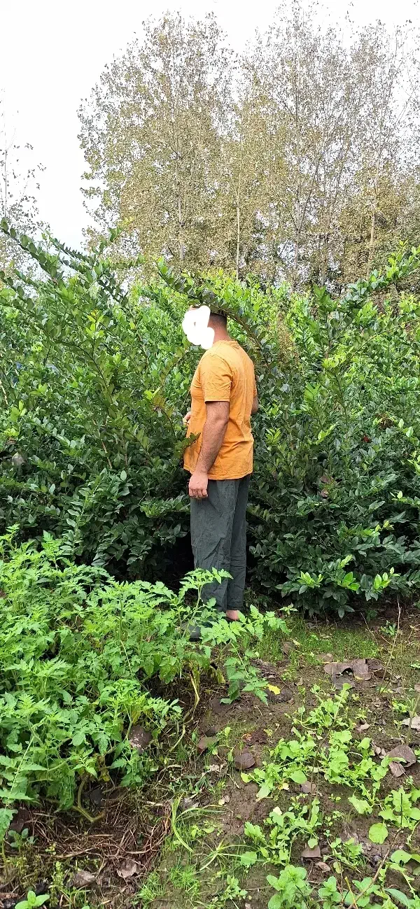 گل یاس عطری|گل و گیاه طبیعی|آستانه اشرفیه, |دیوار