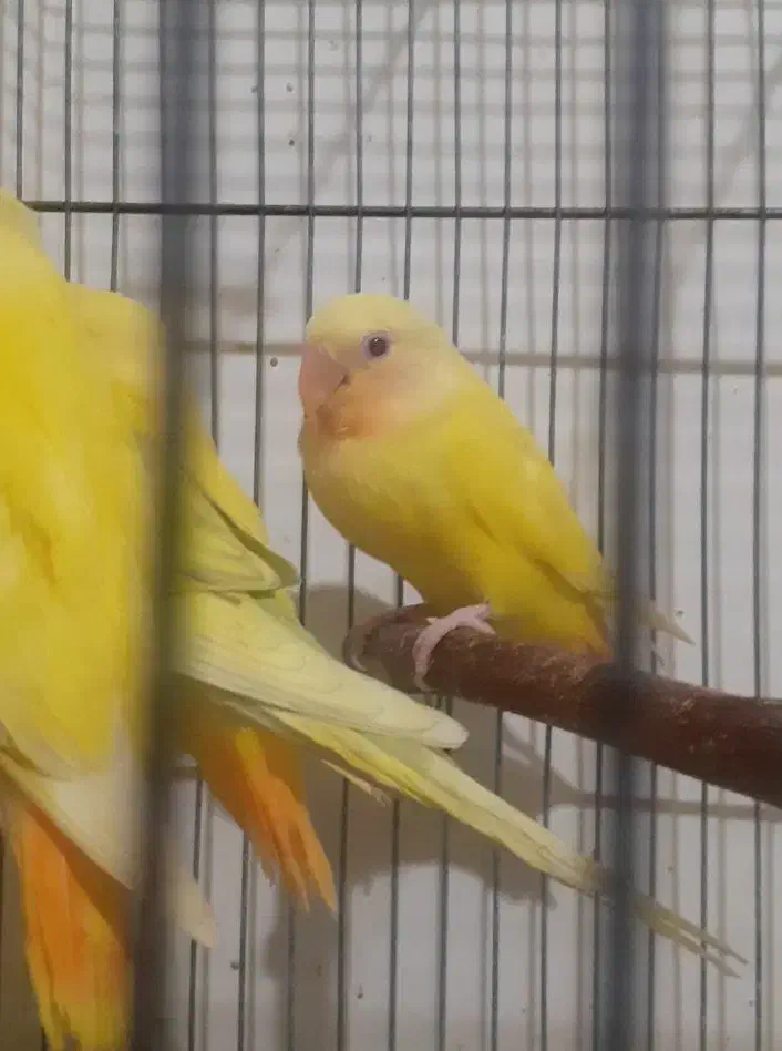 کوتوله اوپال و کله آلویی|پرنده|قم, پامنار|دیوار