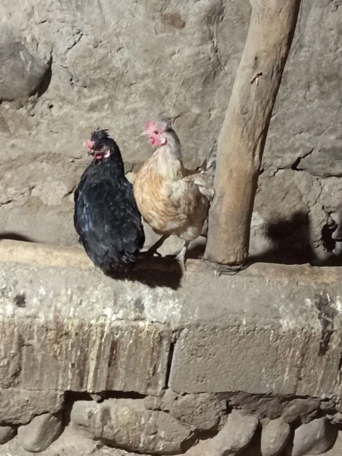 مرغ تخم گذار سالم و سرحال|حیوانات مزرعه|نظر کهریزی, |دیوار