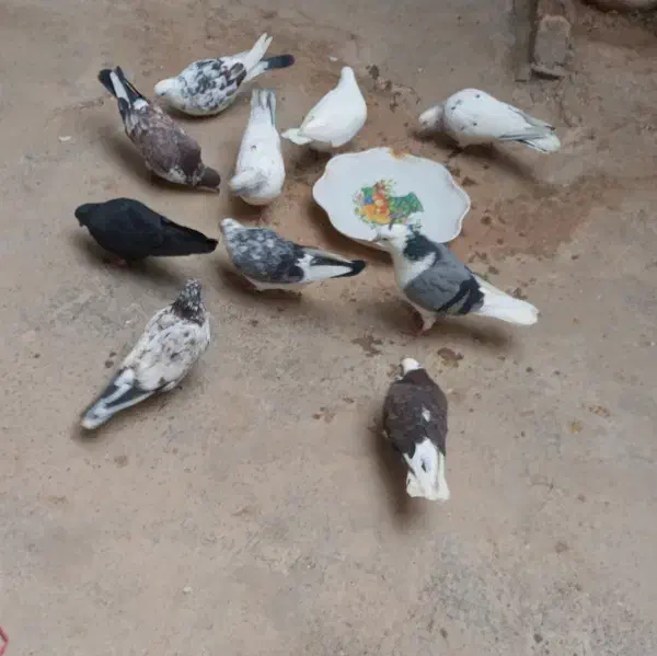 کبوتر|پرنده|طارم (زنجان), |دیوار