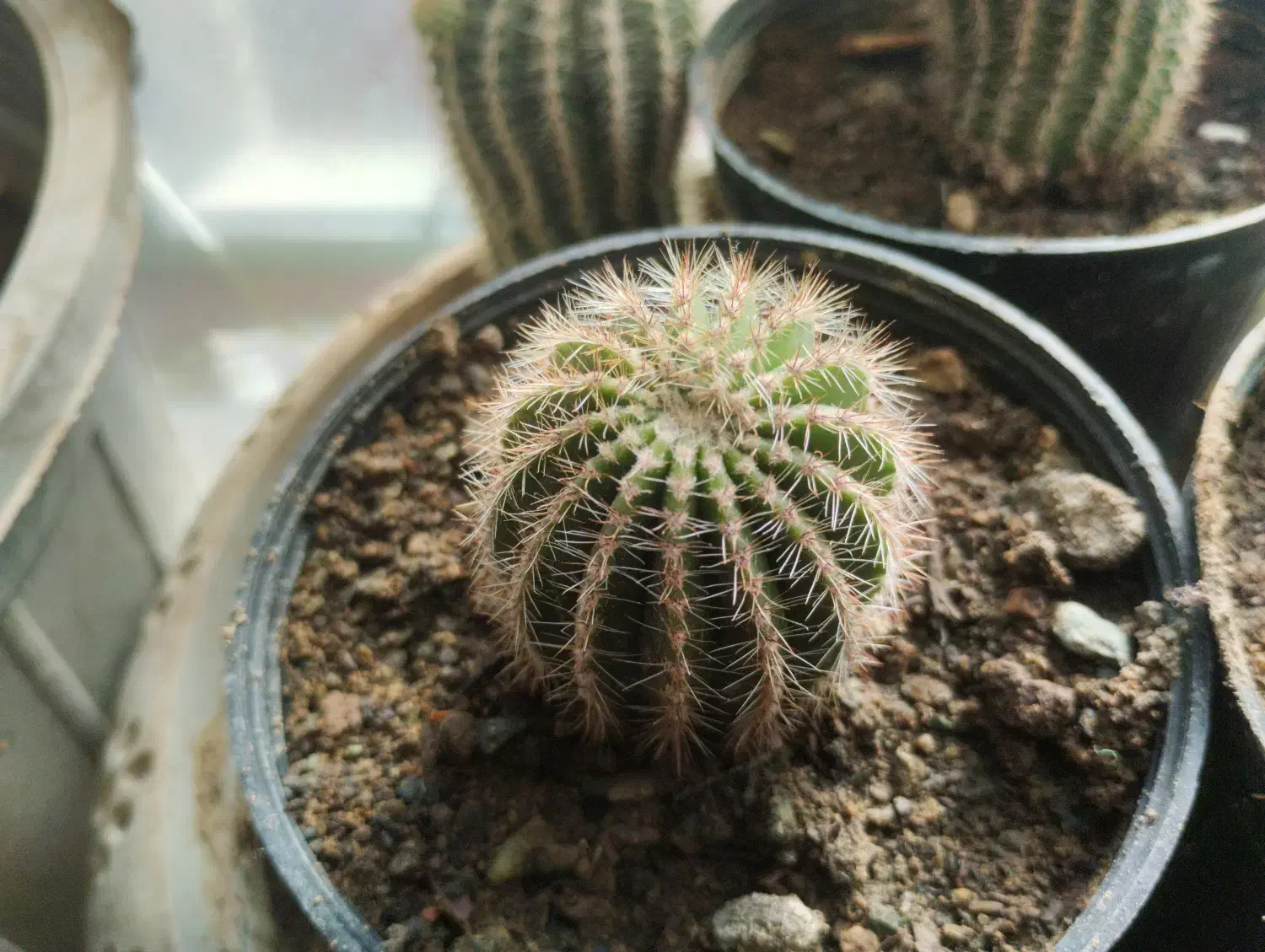 گل و گیاه|گل و گیاه طبیعی|زهان, |دیوار