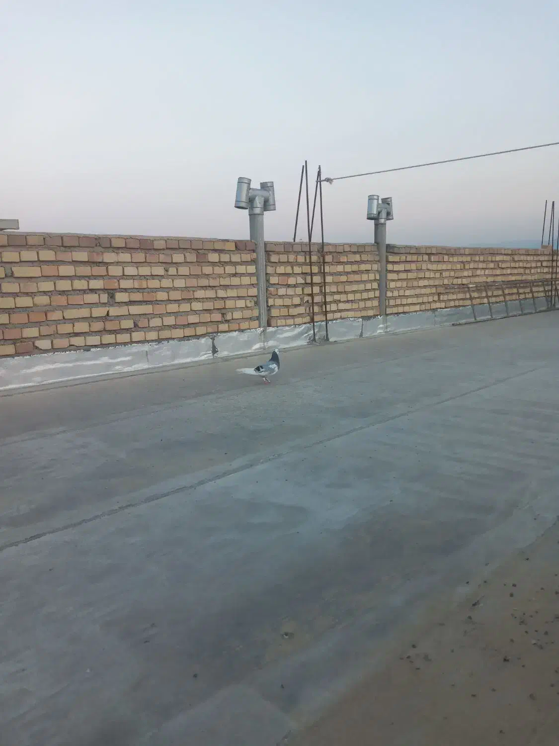 دوتا شازده|پرنده|گنبد کاووس, |دیوار