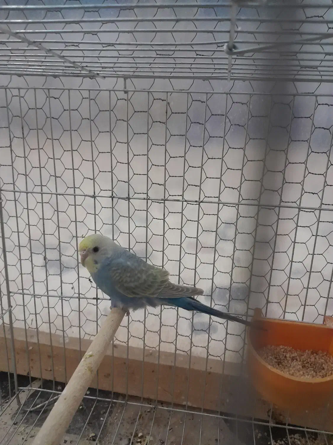 مرغ عشق رینبو|پرنده|بابل, |دیوار