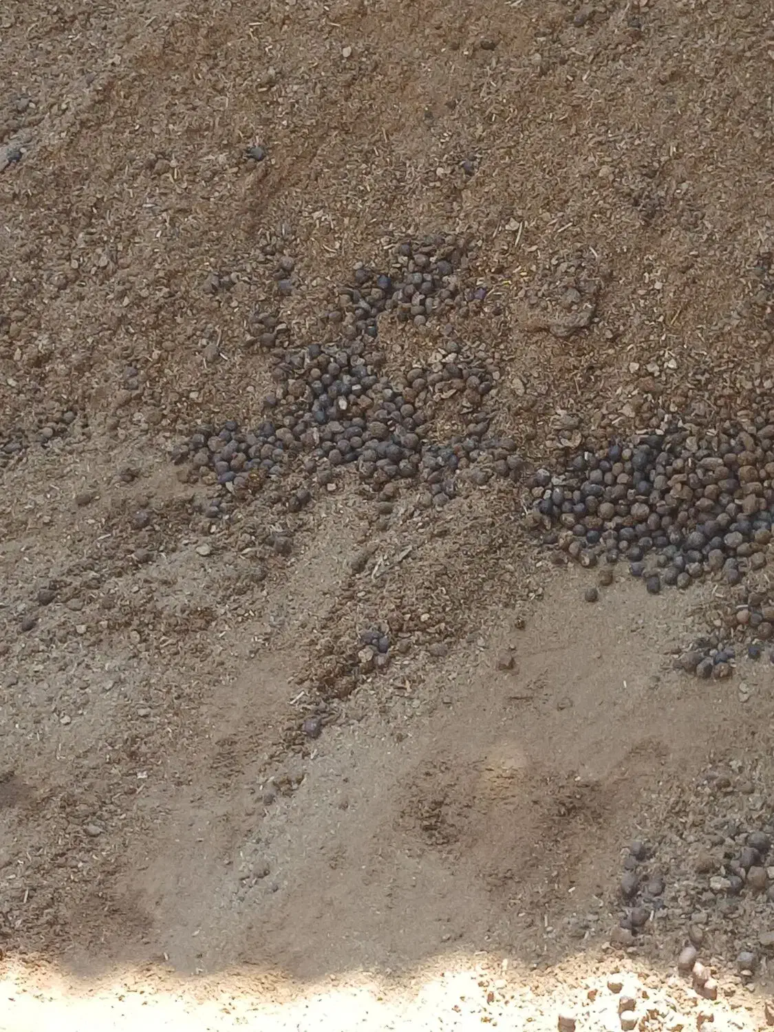 کود گوسفندی تازه|لوازم جانبی حیوانات|کاشان, دشت لتحر|دیوار