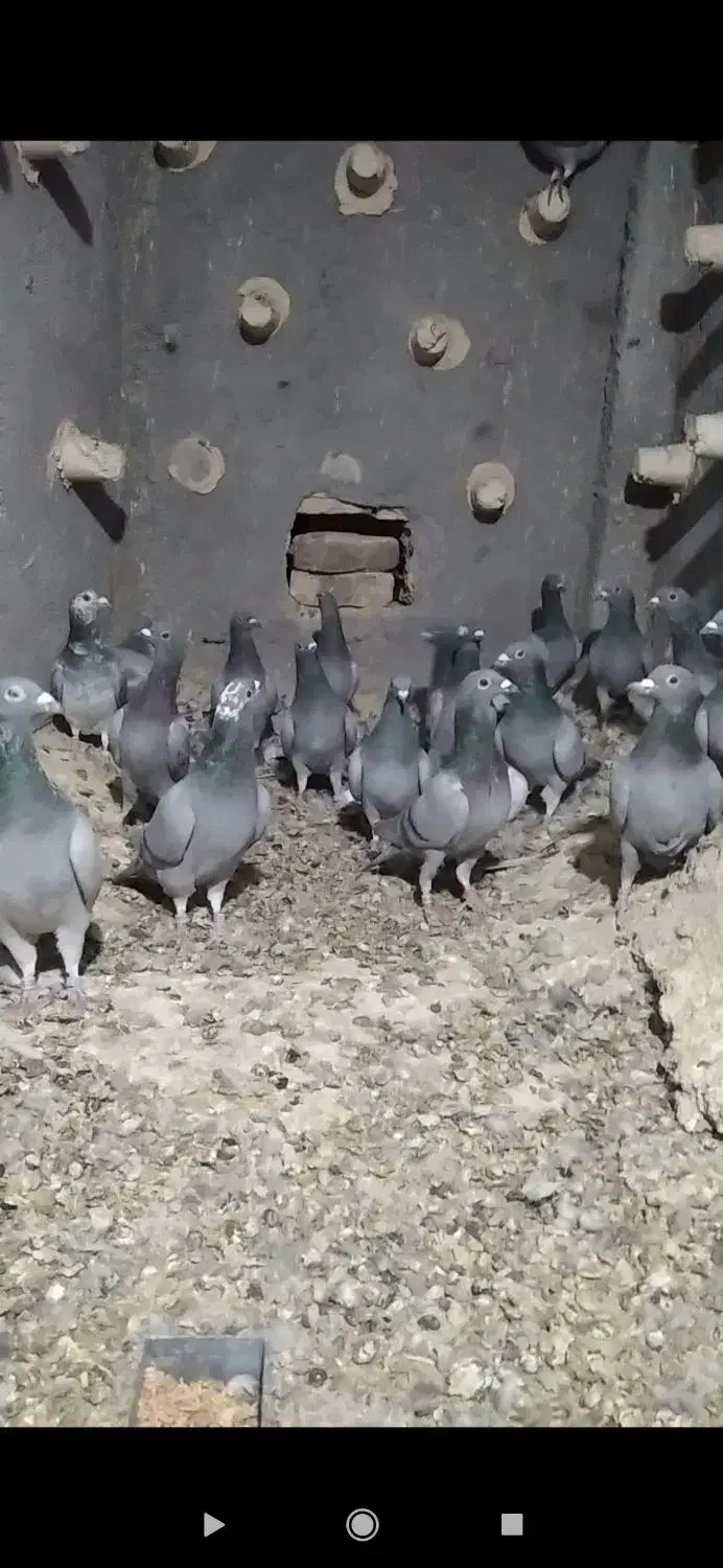 کبوتر|پرنده|شهرآباد, |دیوار