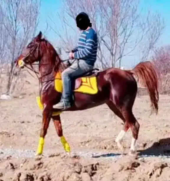 مادیان کره سهیل حیدر|اسب و تجهیزات اسبسواری|سنندج, |دیوار