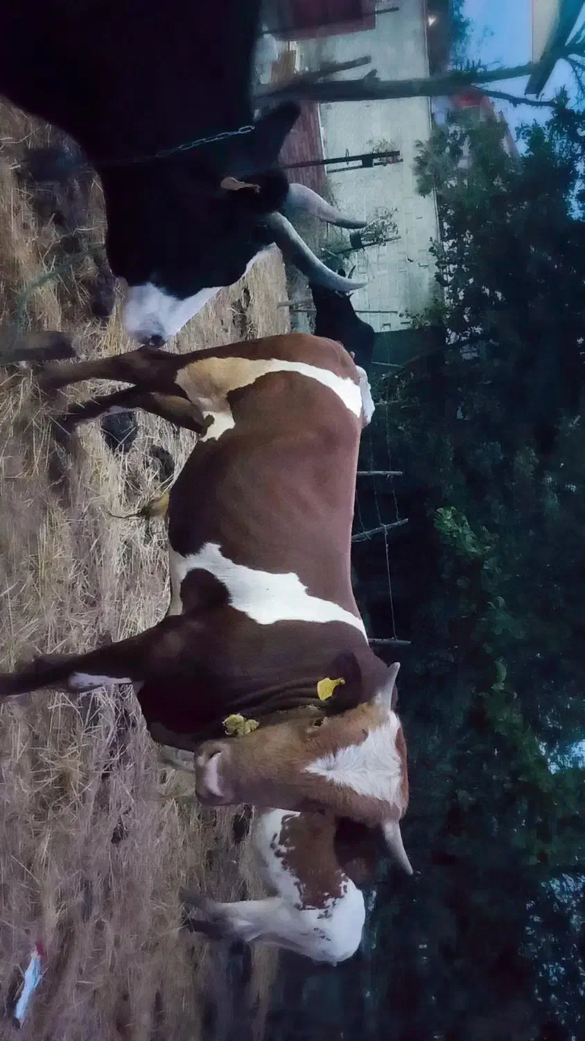 گاو نر|حیوانات مزرعه|شاندرمن, |دیوار