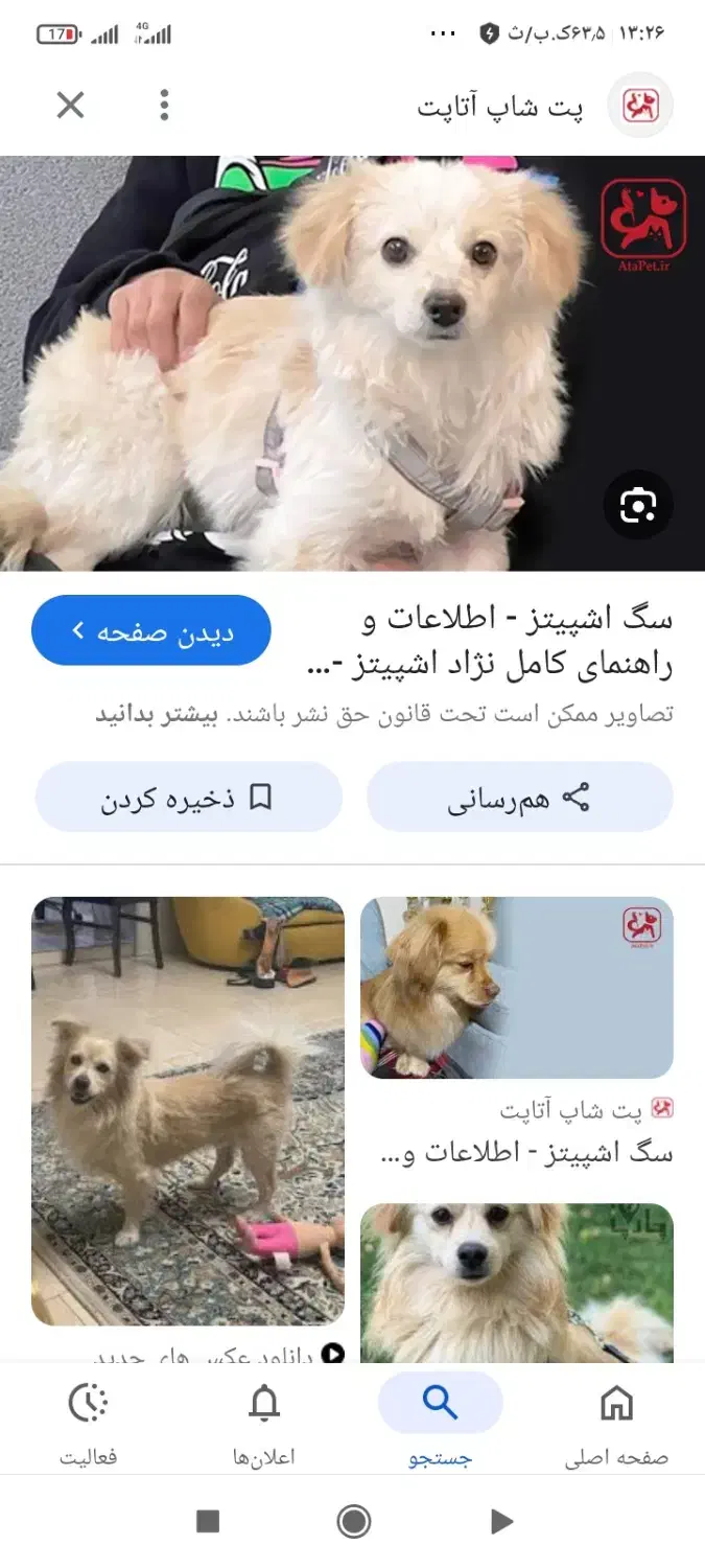 سگ گمشده در دانشسرا|سگ|شهرکرد, |دیوار
