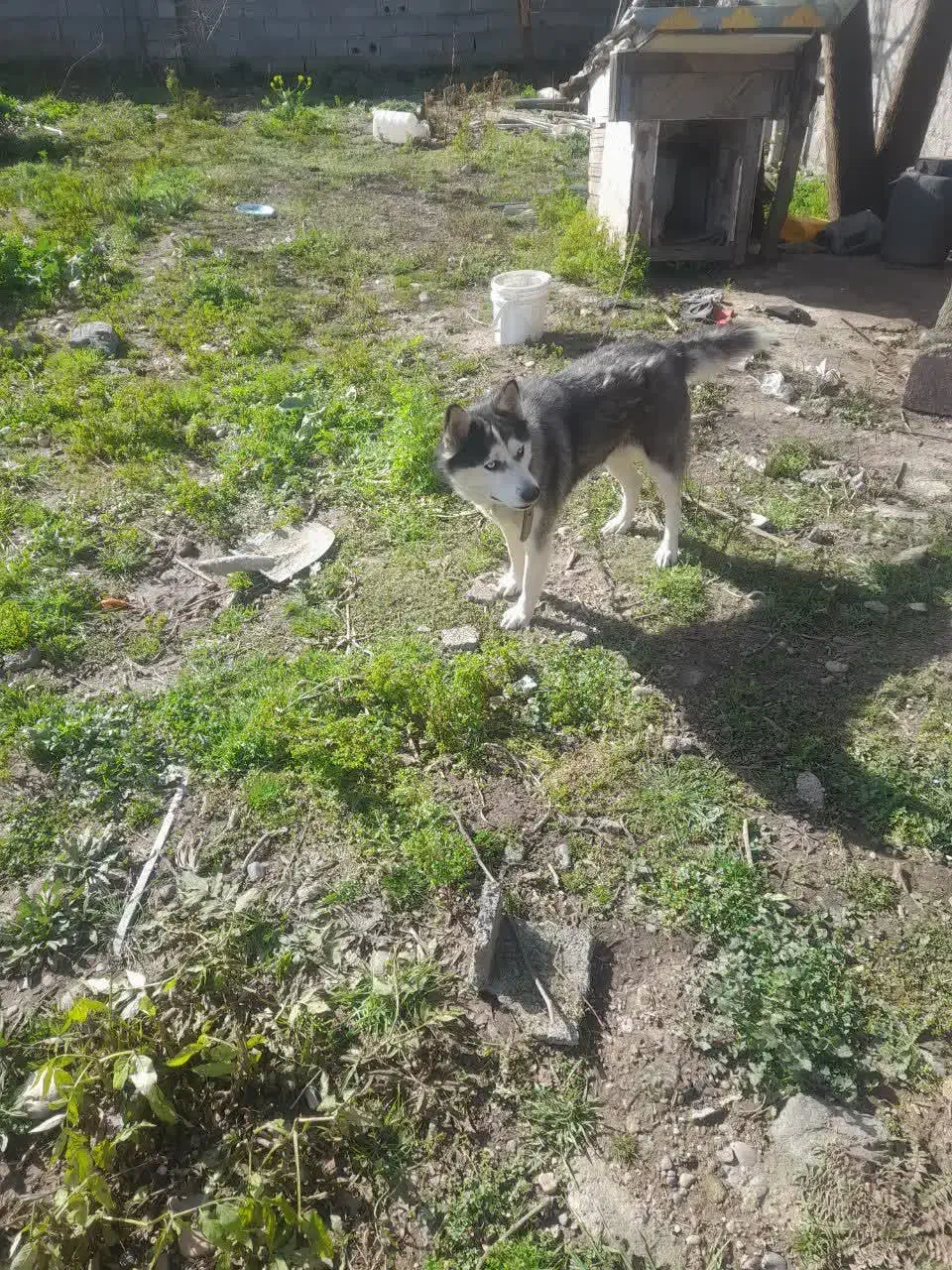 سگ هاسگی|سگ|رشت, حومه رشت|دیوار