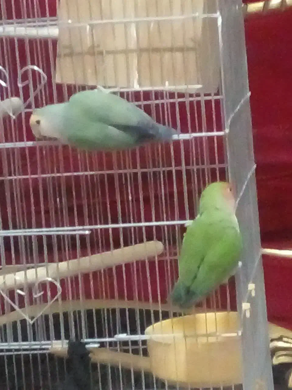 طوطی برزیلی|پرنده|شهر ری, حمزه‌آباد|دیوار