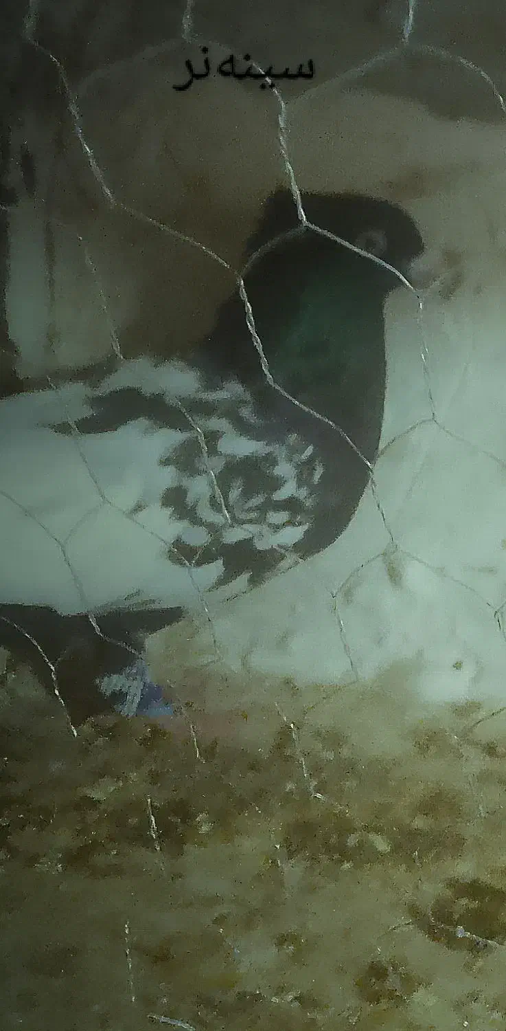 کفتر‌سینه‌سیاه|پرنده|باخزر, |دیوار