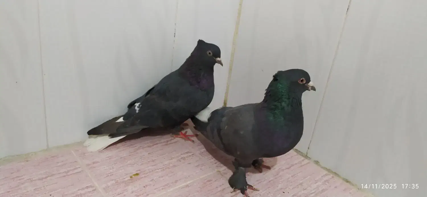 کبوتر|پرنده|مرودشت, مجد آباد|دیوار