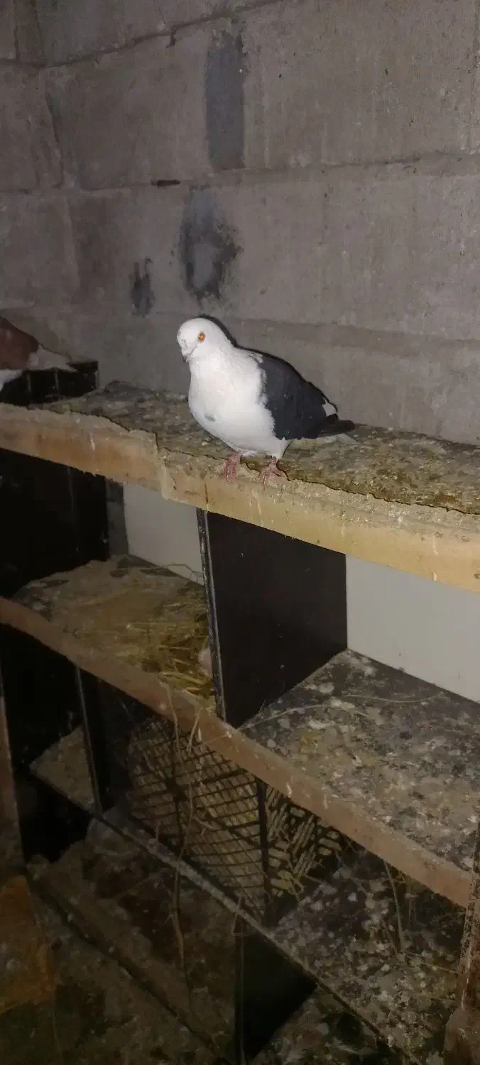 یک جفتکفتر دم چتر دو جفت زینتی چنتا پرشی ضمانتی|پرنده|رویان, |دیوار