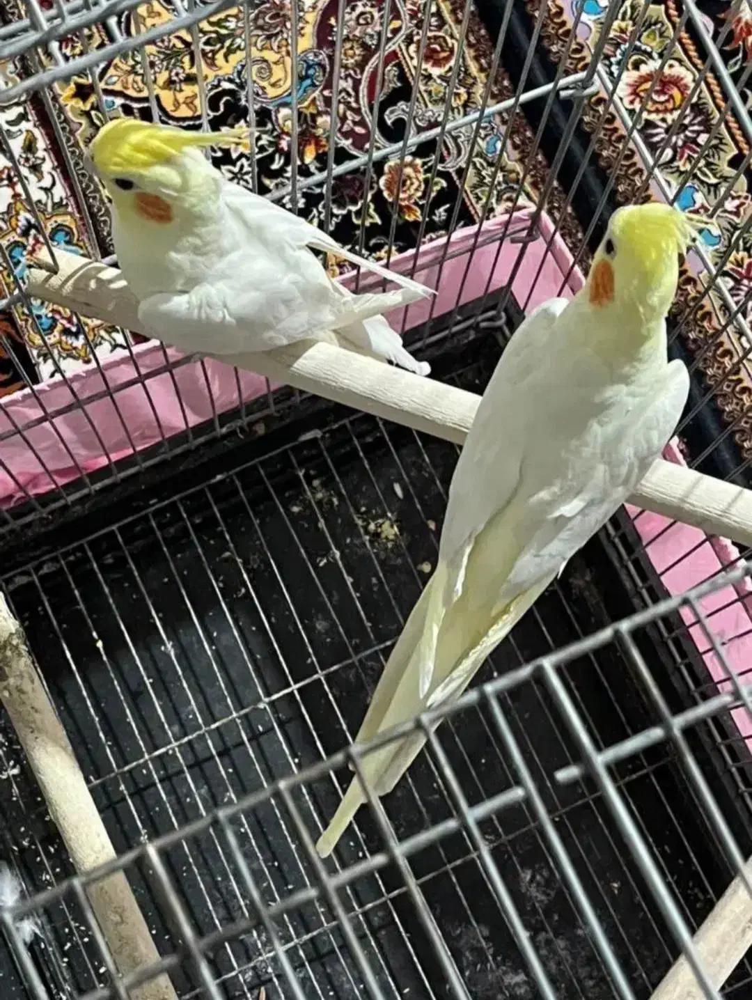 عروس هلندی ۴۵ روزه دون خور شده قابل معاوضه|پرنده|شوشتر, |دیوار