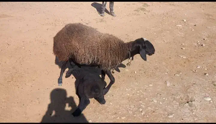 فروش میش شال ژن دار|حیوانات مزرعه|شیراز, شهرک مطهری|دیوار