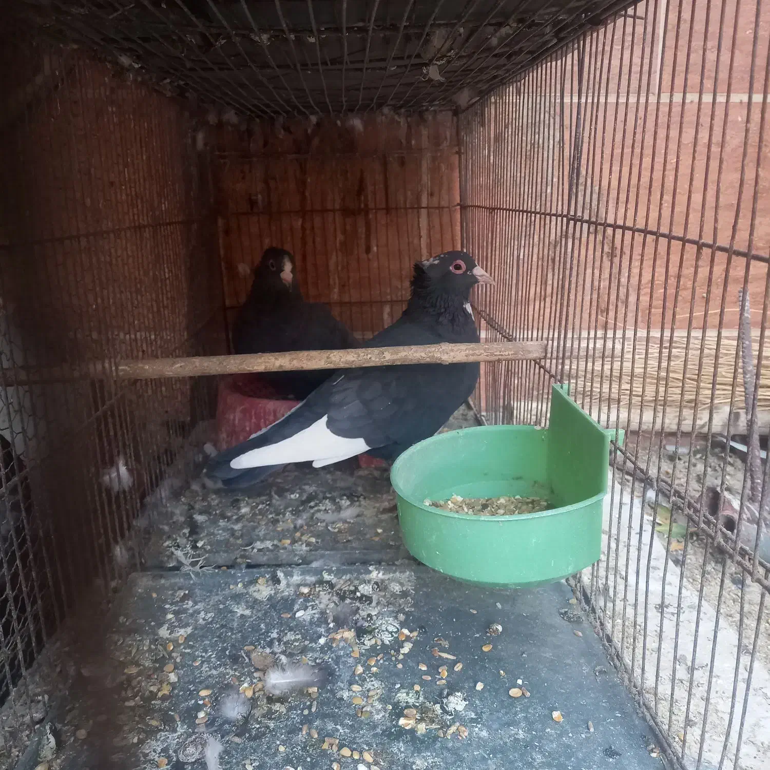 کبوتر سیاه پلنگ کلایی|پرنده|کرمان, |دیوار