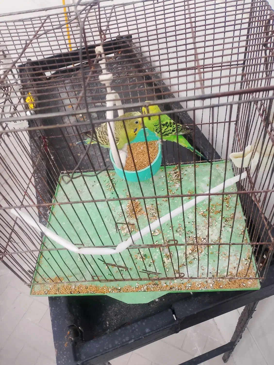 مرغ عشق مولد|پرنده|میانه, |دیوار