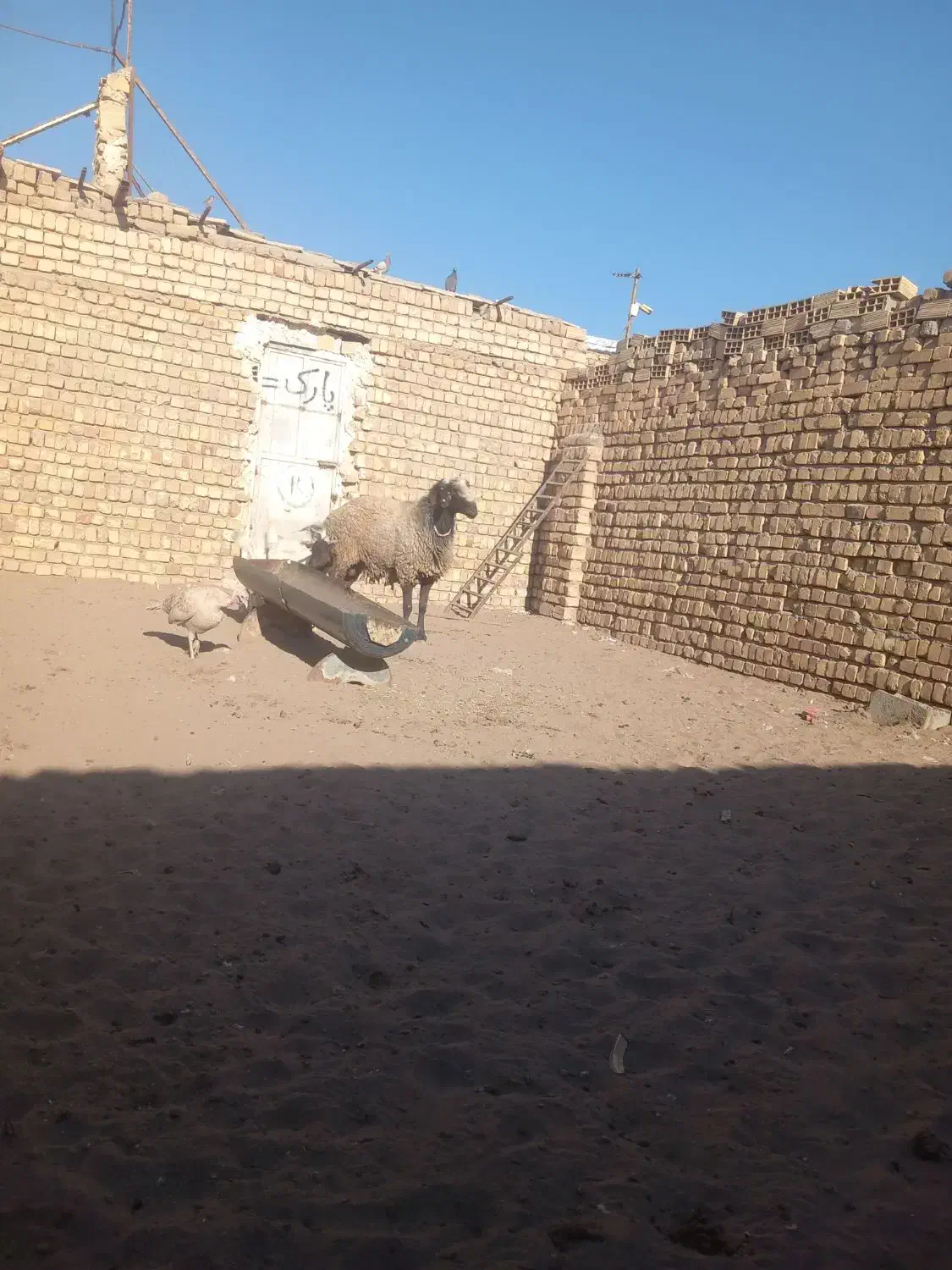 حیوانات|حیوانات مزرعه|قنوات, |دیوار