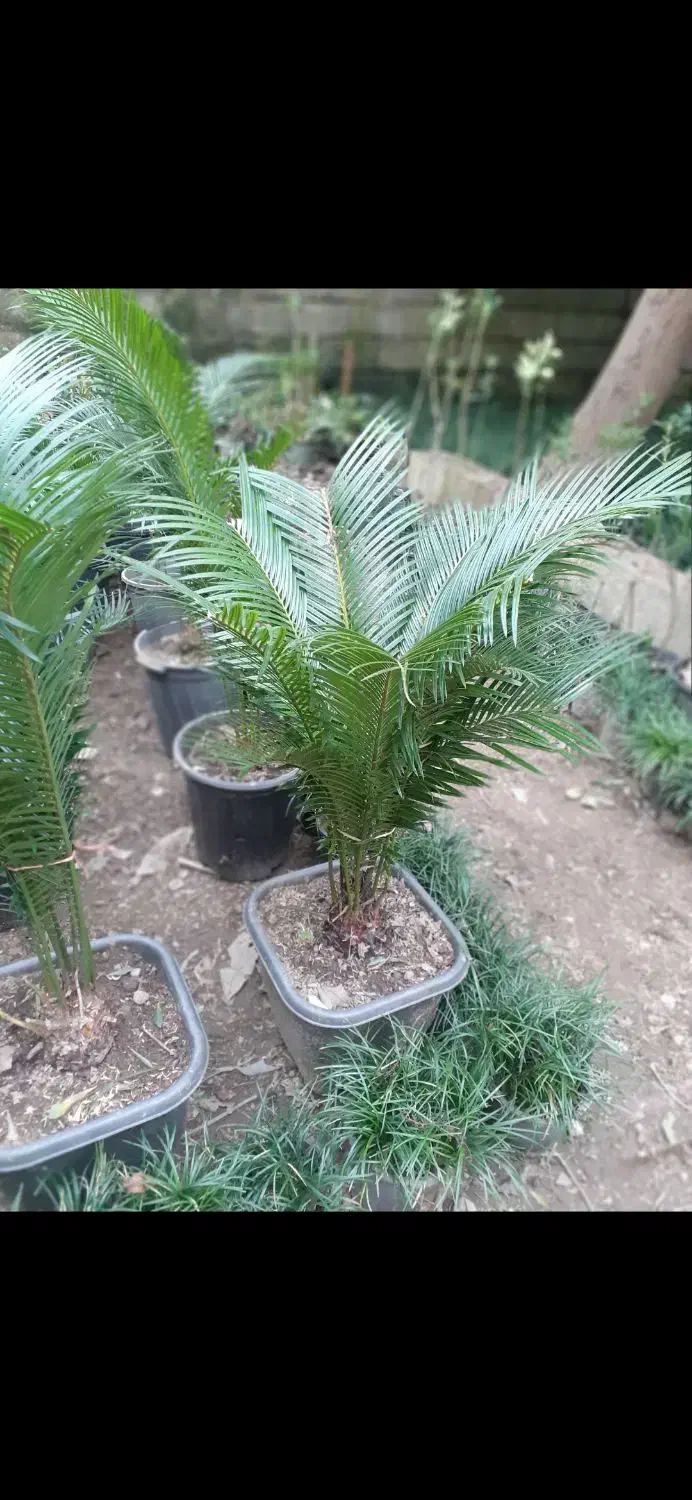 شمشا د طلایی|خدمات باغبانی و درختکاری|رامسر, |دیوار