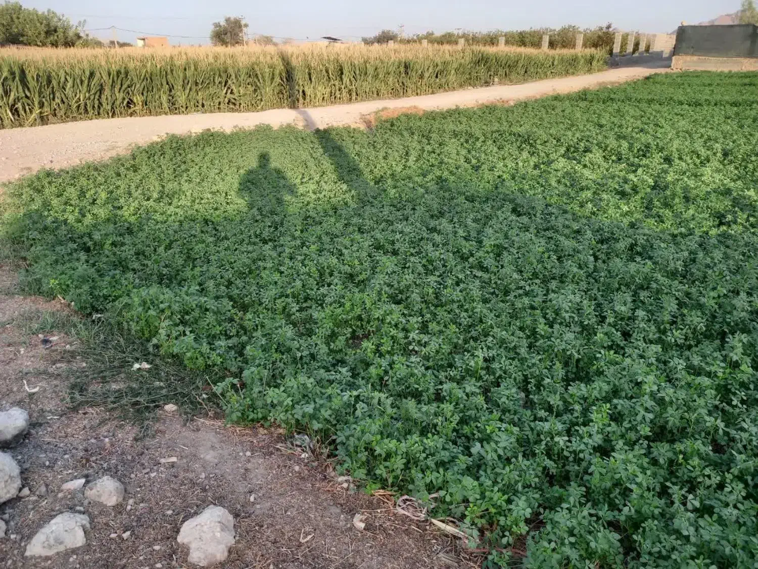 زمین کشاورزی و باغی خوشجا چنگان خوراسگان|فروش دفتر صنعتی، کشاورزی، تجاری|اصفهان, ارداجی|دیوار