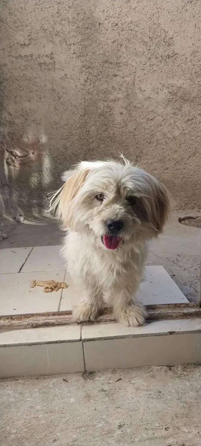 سگ پاه کوتا|سگ|شیروان (خراسان), |دیوار