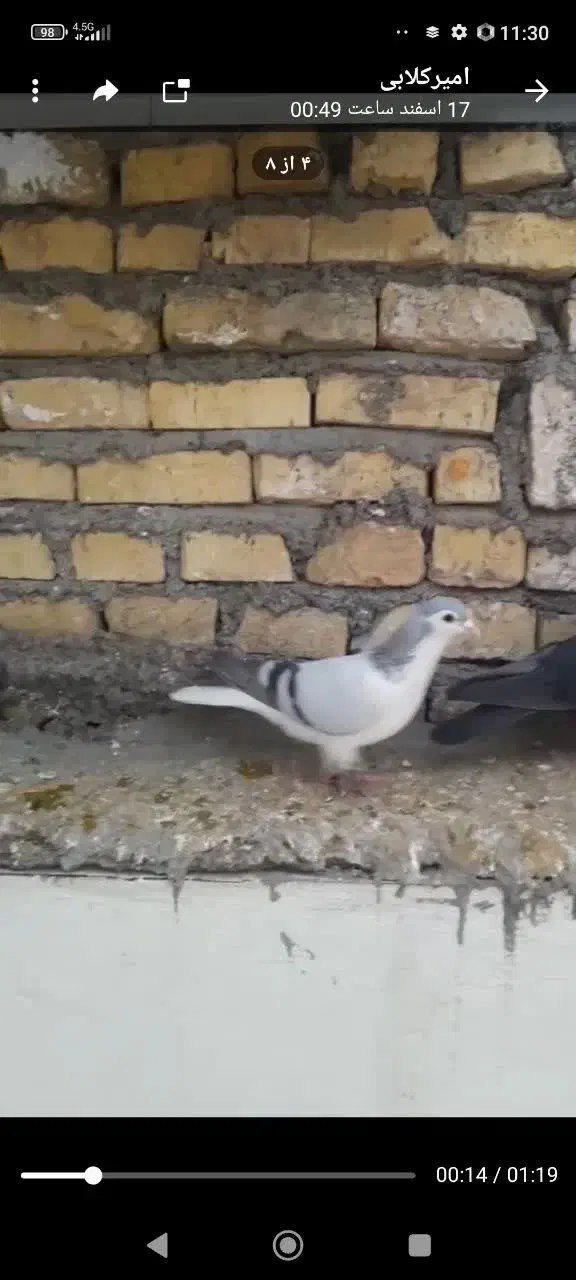 امری خوش تیپ|پرنده|مشهد, چهارچشمه|دیوار