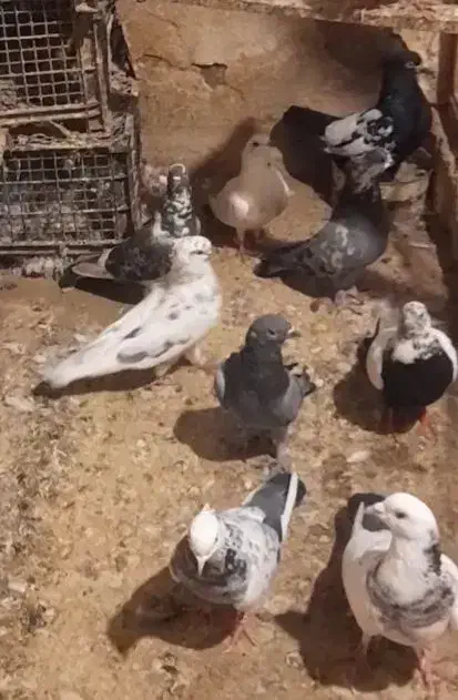 کفتر|پرنده|قم, هفت تیر|دیوار