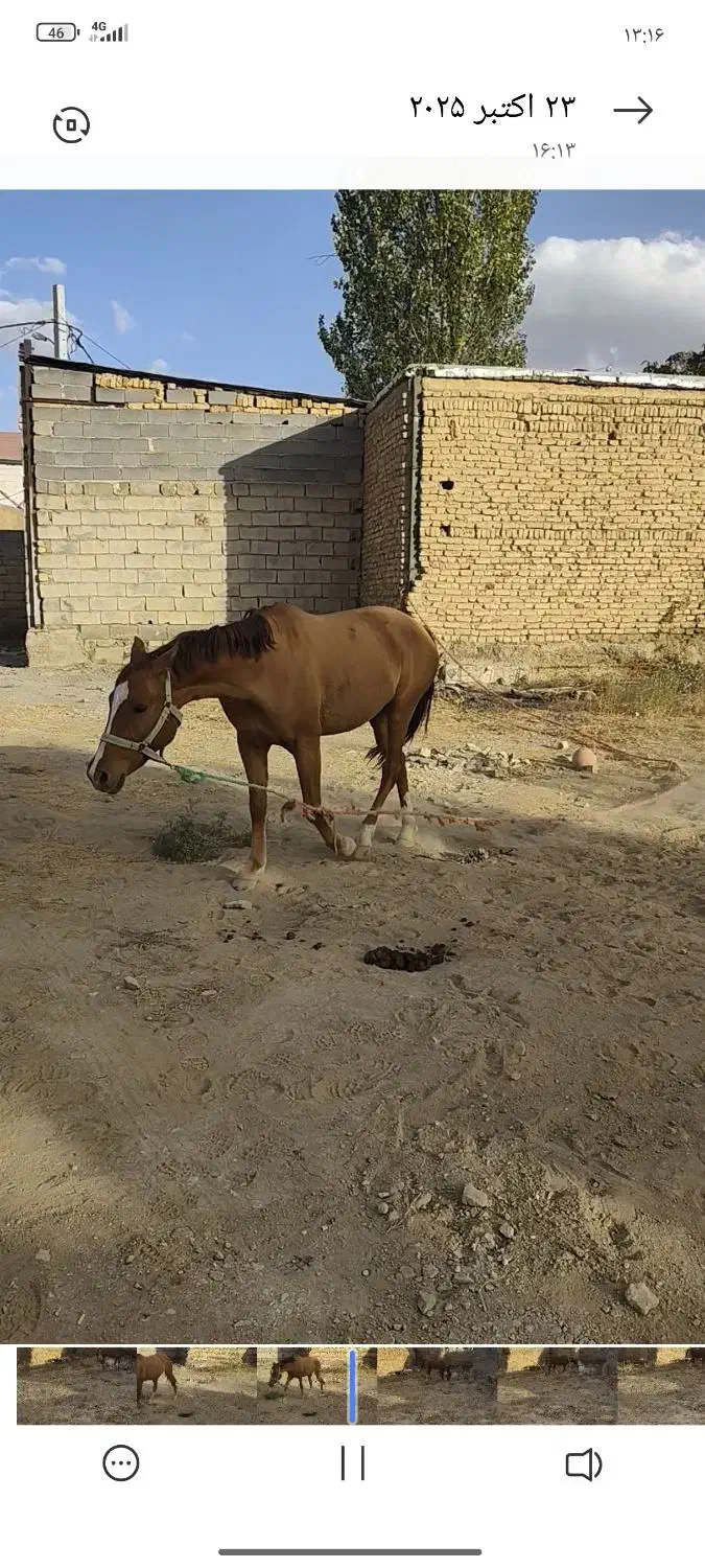 اسب|اسب و تجهیزات اسبسواری|بزینه رود, |دیوار