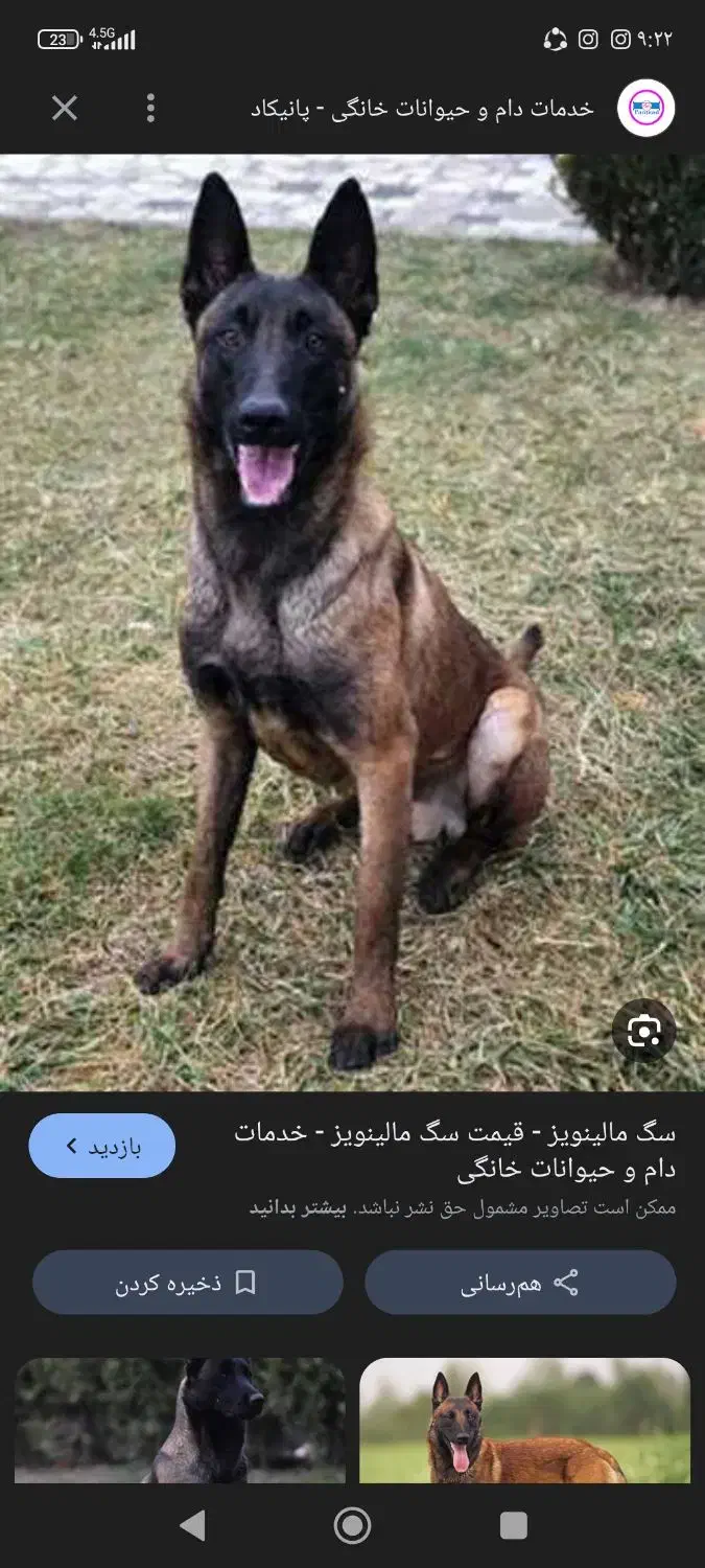 سگ مالینویز ماده|سگ|کرمانشاه, |دیوار