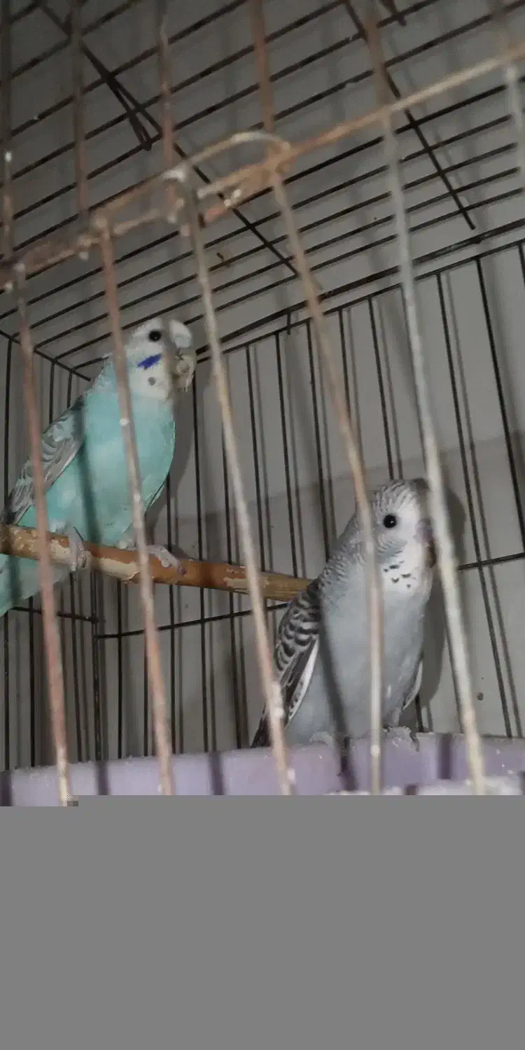 جوجه مرغ عشق و جوجه کوتوله|پرنده|نیشابور, فردوسی جنوبی|دیوار