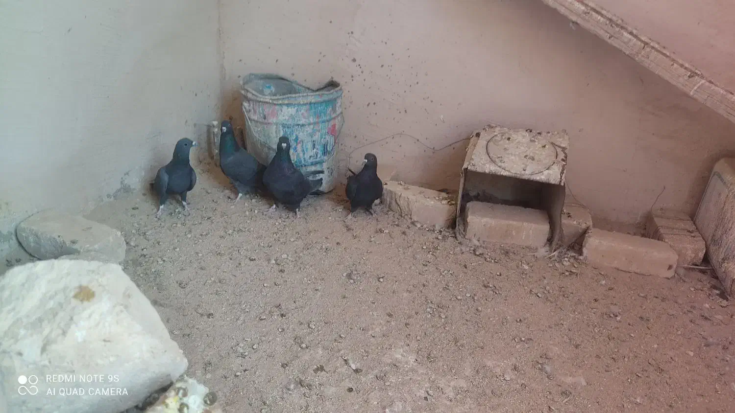 کبوتر|پرنده|برخوار, |دیوار