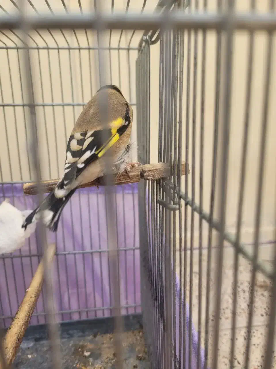 سهره ماده داغ سر|پرنده|قلعه نو, |دیوار