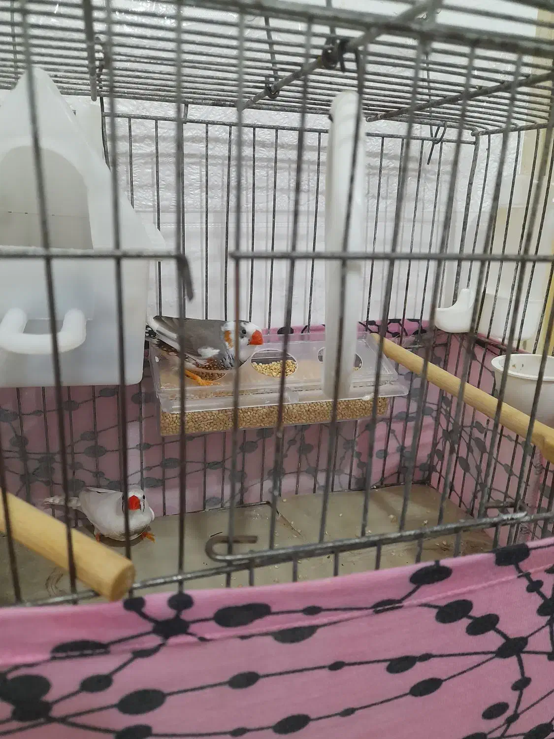 فنچ نروماده سرحال|پرنده|باوی, |دیوار