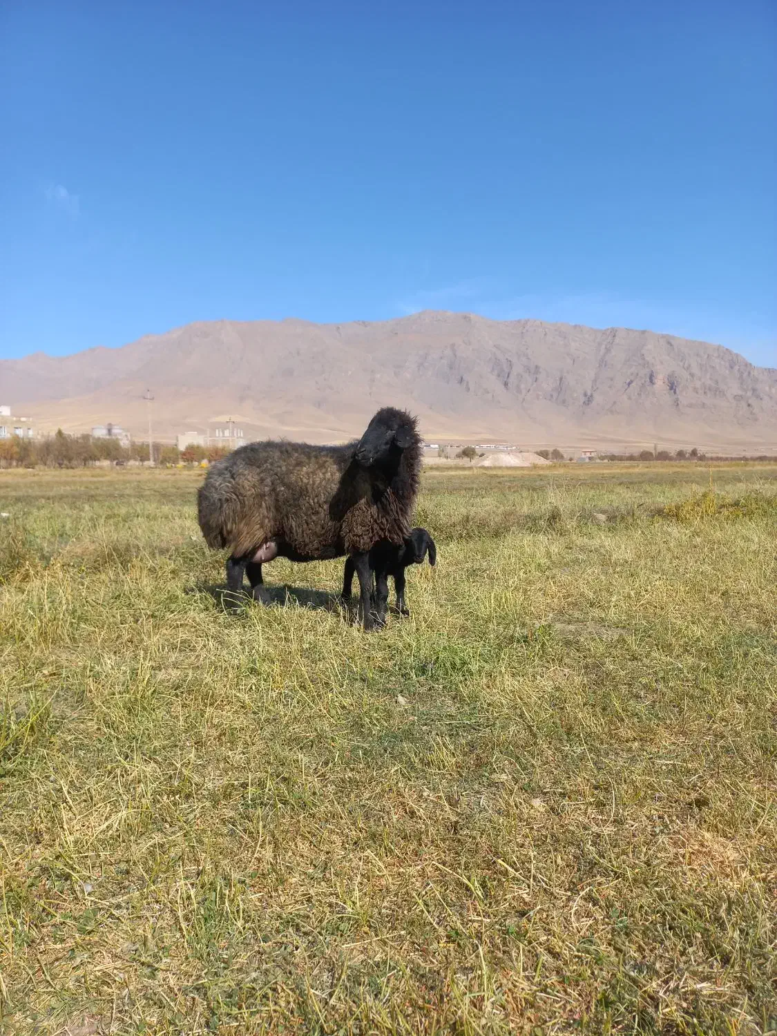 میش بره|حیوانات مزرعه|زالیان, |دیوار