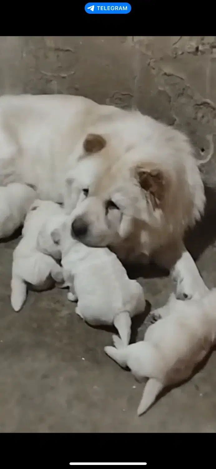 ماده چاو چاو|سگ|قائم‌شهر, |دیوار