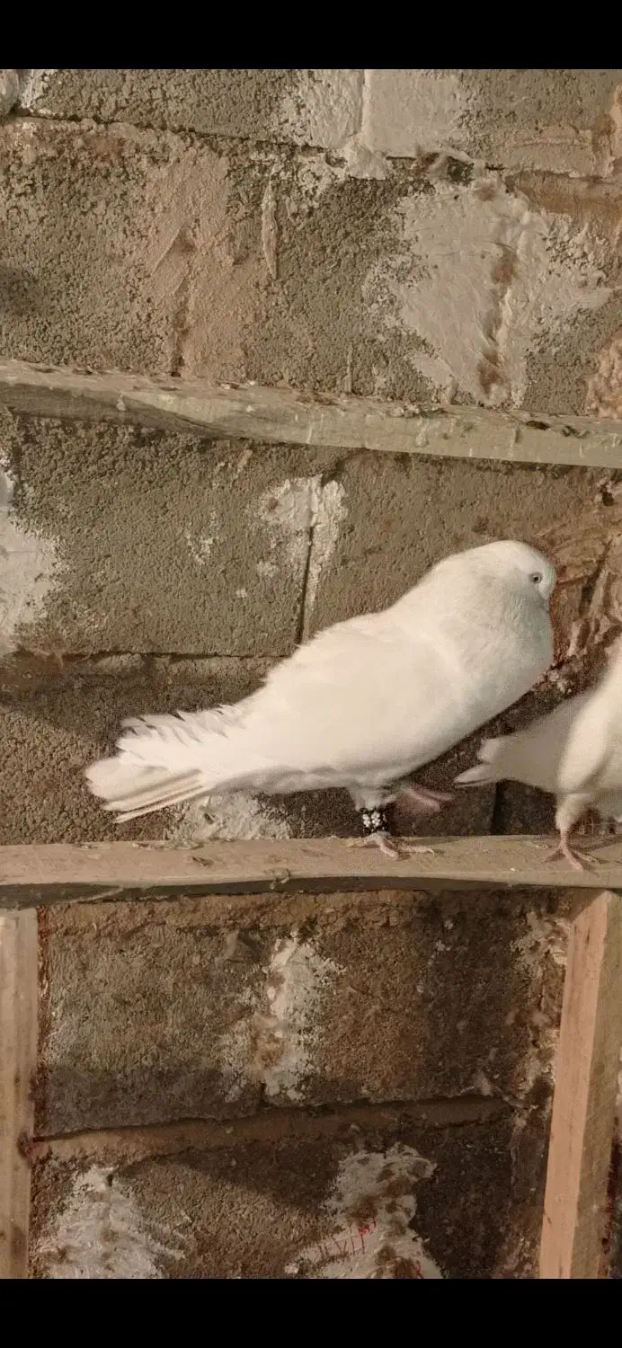 کبوترسفیدچشم سفیدنوک ریز.یک جفت مفلق سفید|پرنده|چادگان, |دیوار